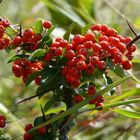 Herbstmotiv: Mehlbeeren oder auch genannt Vogelbeeren