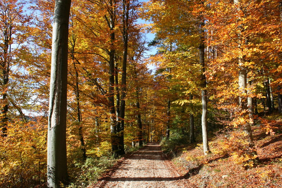 Herbstmotiv oberhalb St. Magdalena Linz OÖ