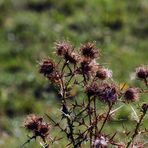 HERBSTMOTIV VON EINEM SOMMERTAG AM RANDE EINER WIESE AM RANDE EINER STADT