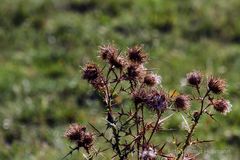 HERBSTMOTIV VON EINEM SOMMERTAG AM RANDE EINER WIESE AM RANDE EINER STADT