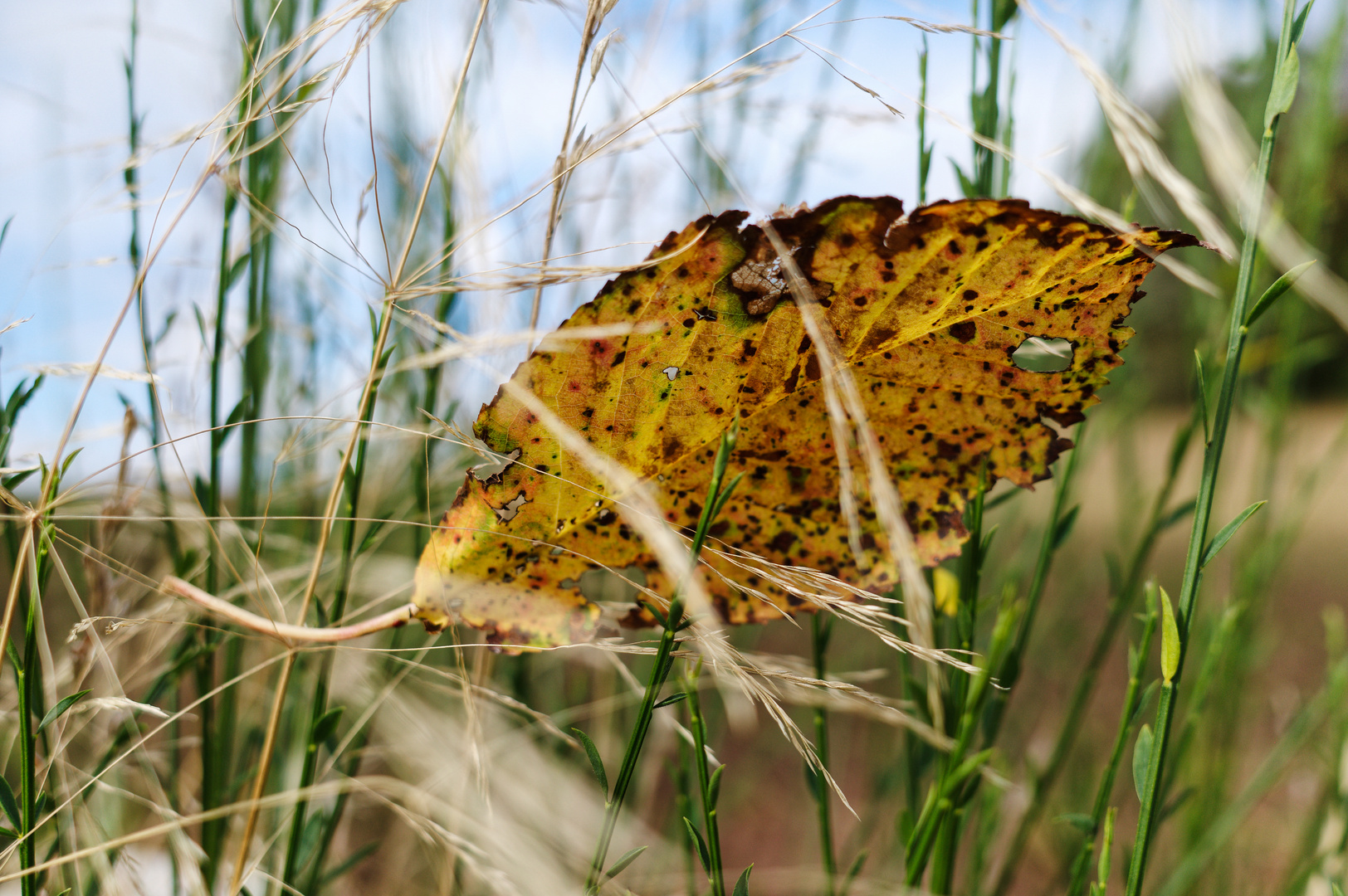 Herbstmotive 