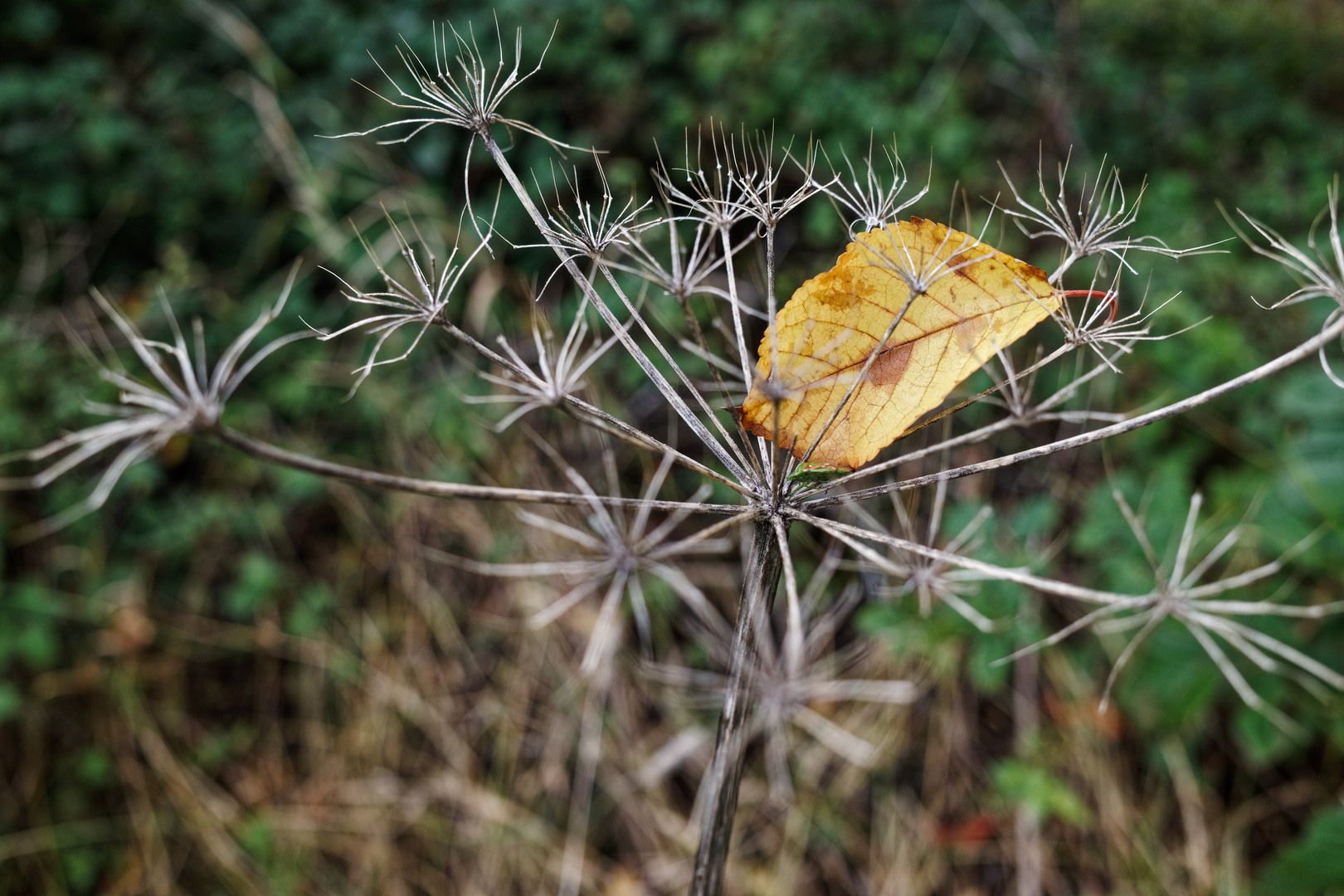 Herbstmotive am Feldrand