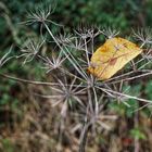 Herbstmotive am Feldrand