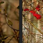 Herbstmotive am See