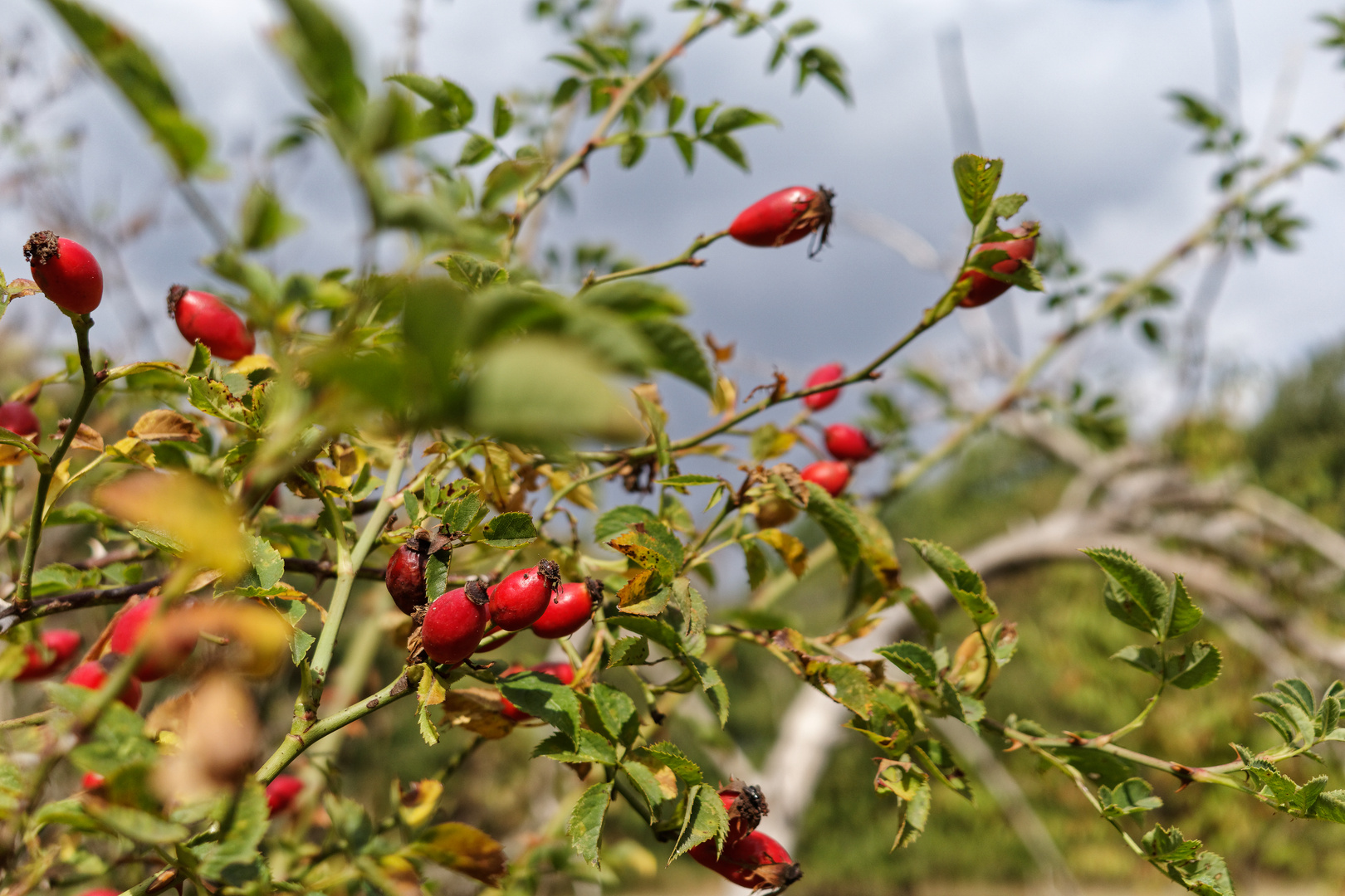 Herbstmotive