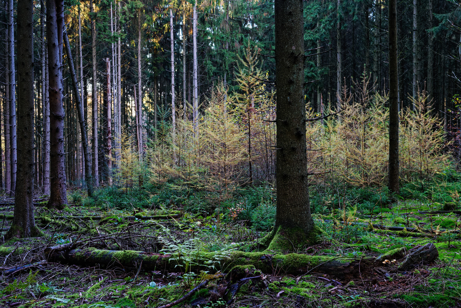 Herbstmotive im Fichtenwald