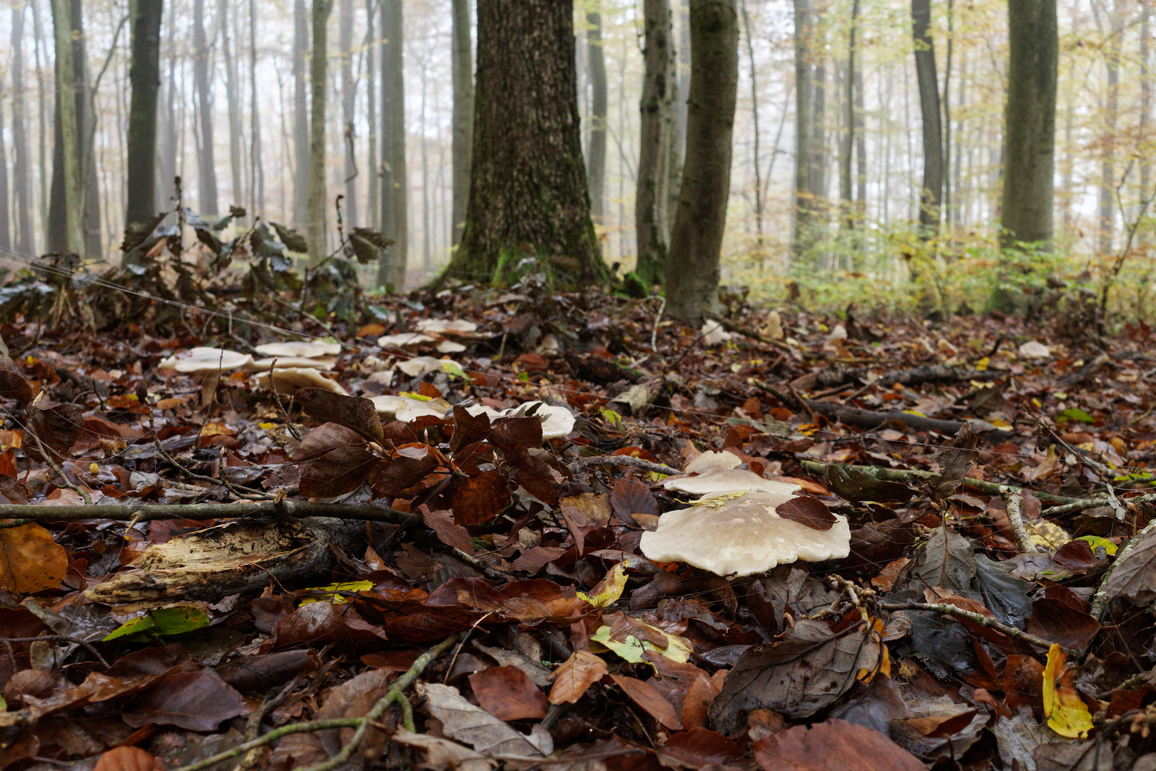 Herbstmotive im Laubwald