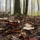 Herbstmotive im Laubwald