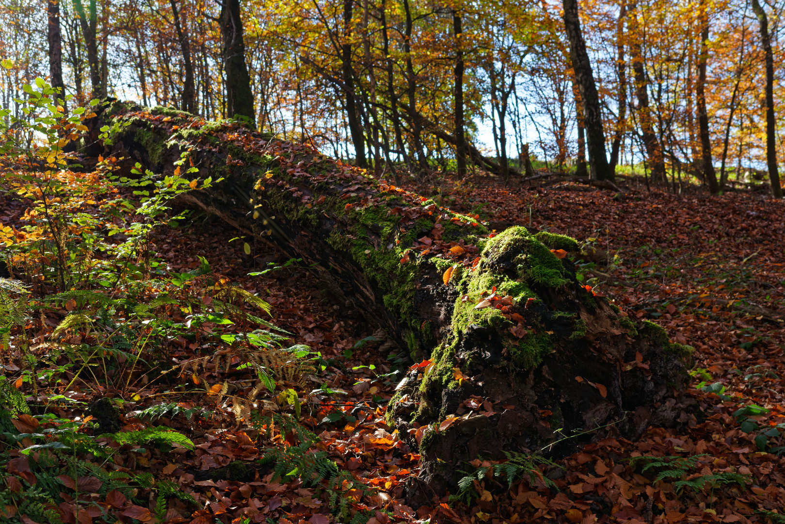 Herbstmotive im Laubwald