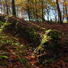 Herbstmotive im Laubwald