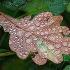 Herbstmotive im Wald