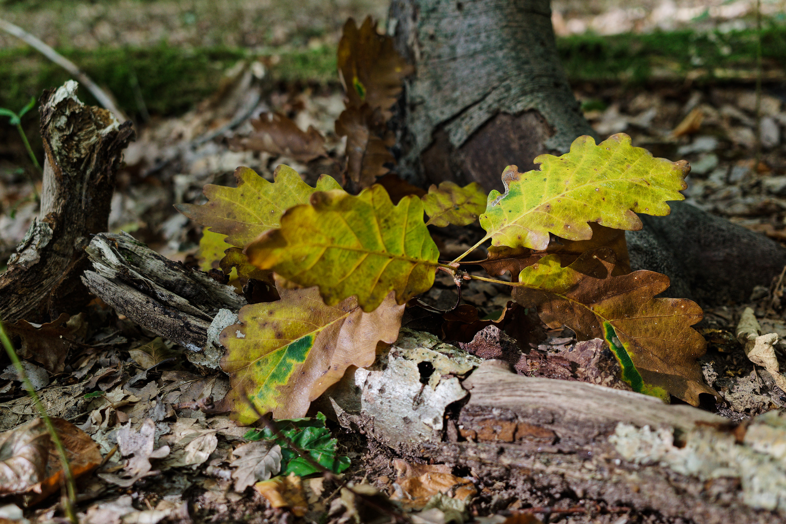 Herbstmotive im Wald