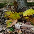 Herbstmotive im Wald