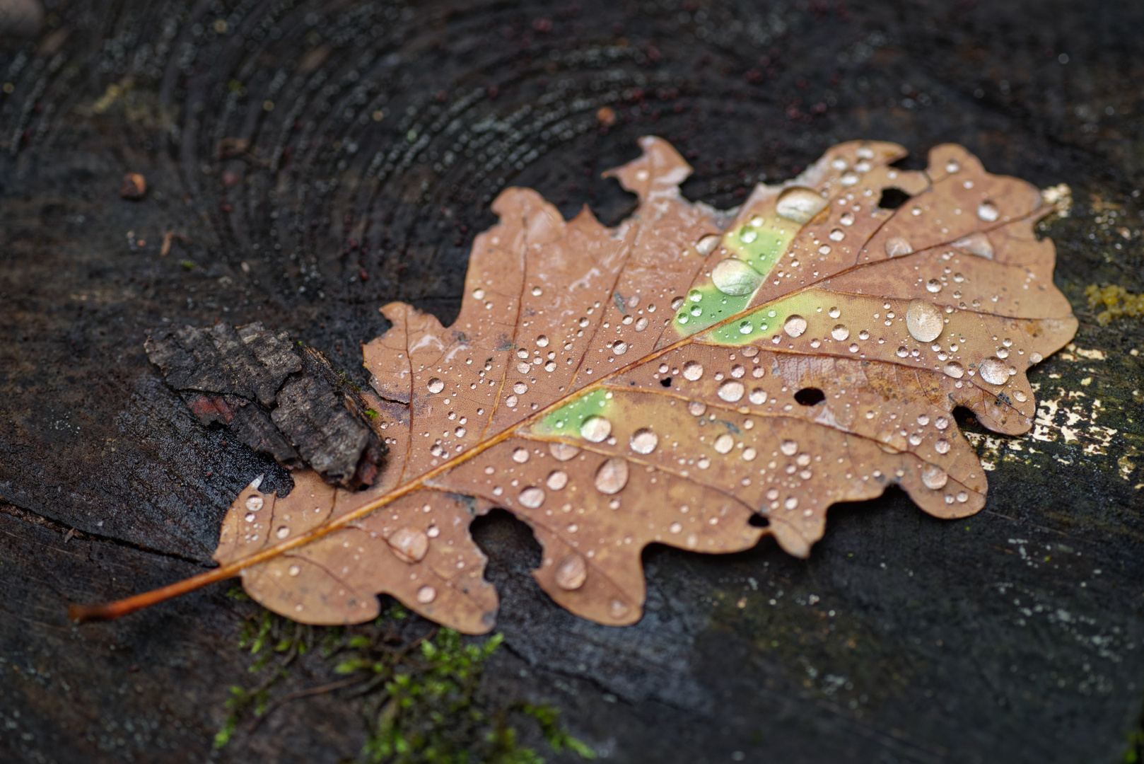 Herbstmotive im Wald