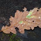 Herbstmotive im Wald