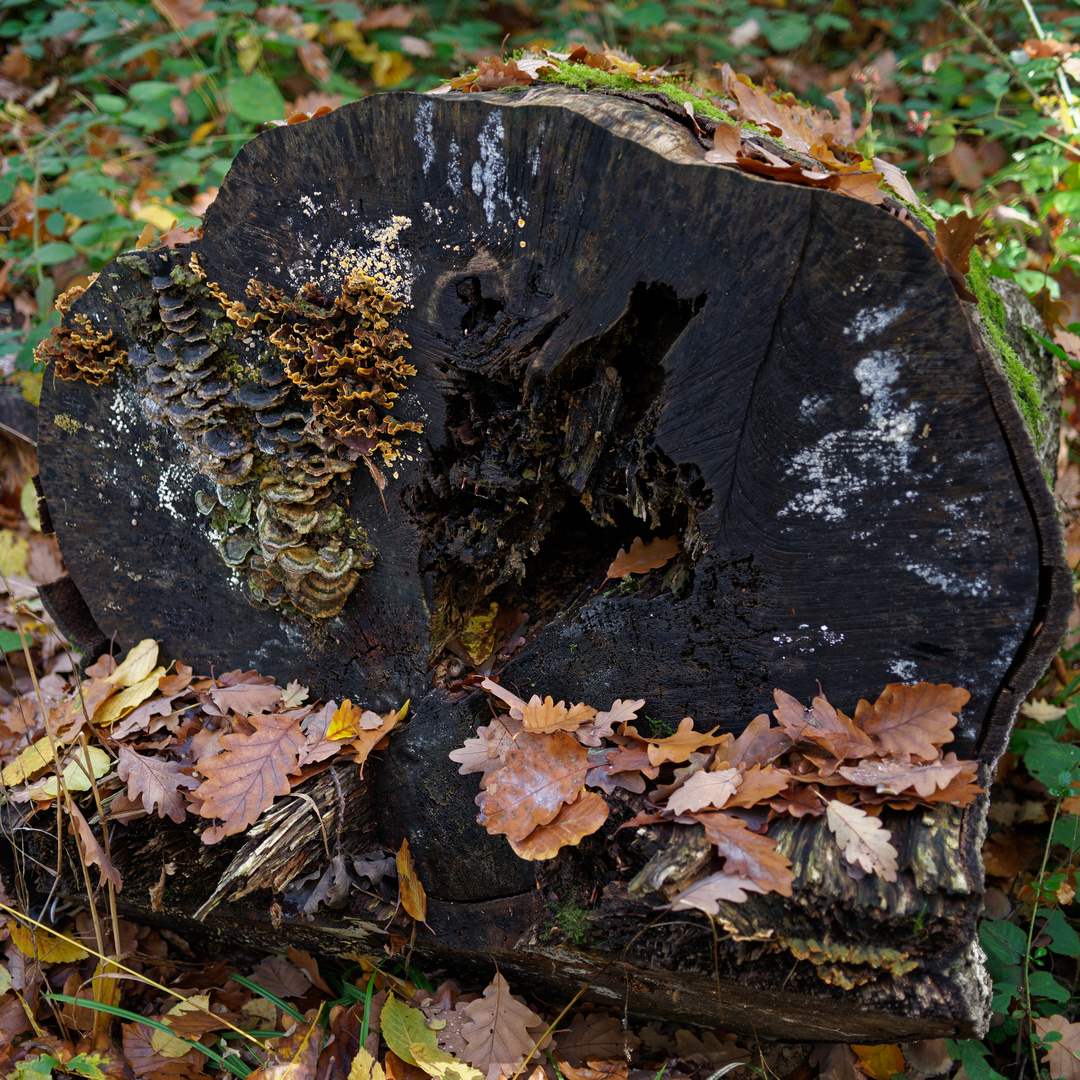 Herbstmotive im Wald