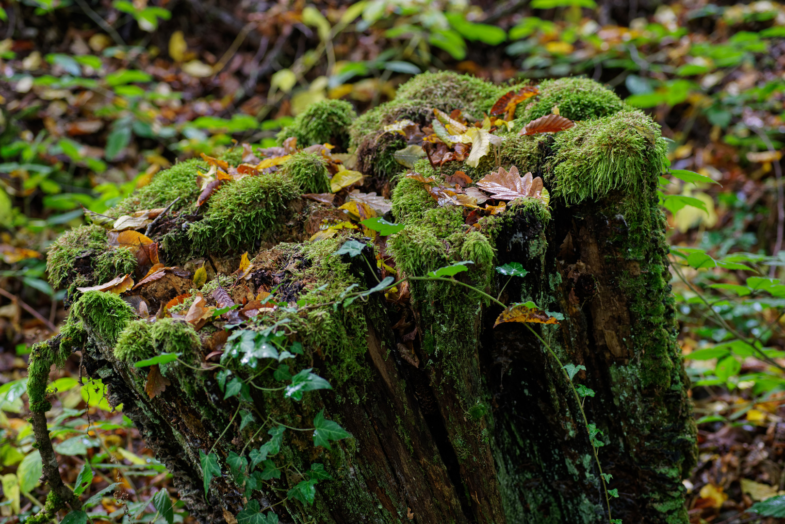 Herbstmotive im Wald