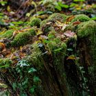 Herbstmotive im Wald