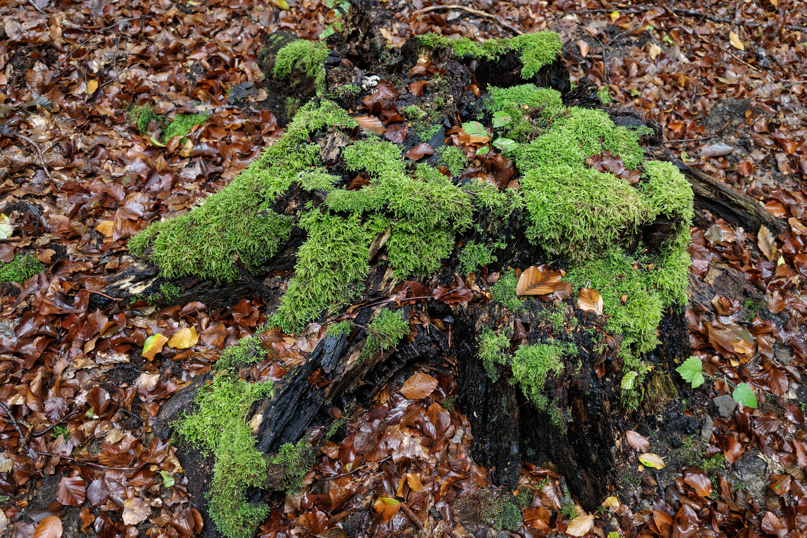 Herbstmotive im Wald