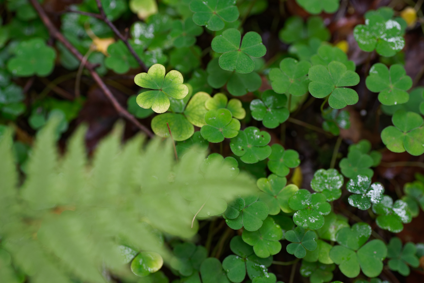 Herbstmotive im Wald