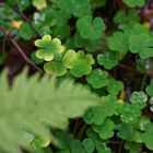 Herbstmotive im Wald