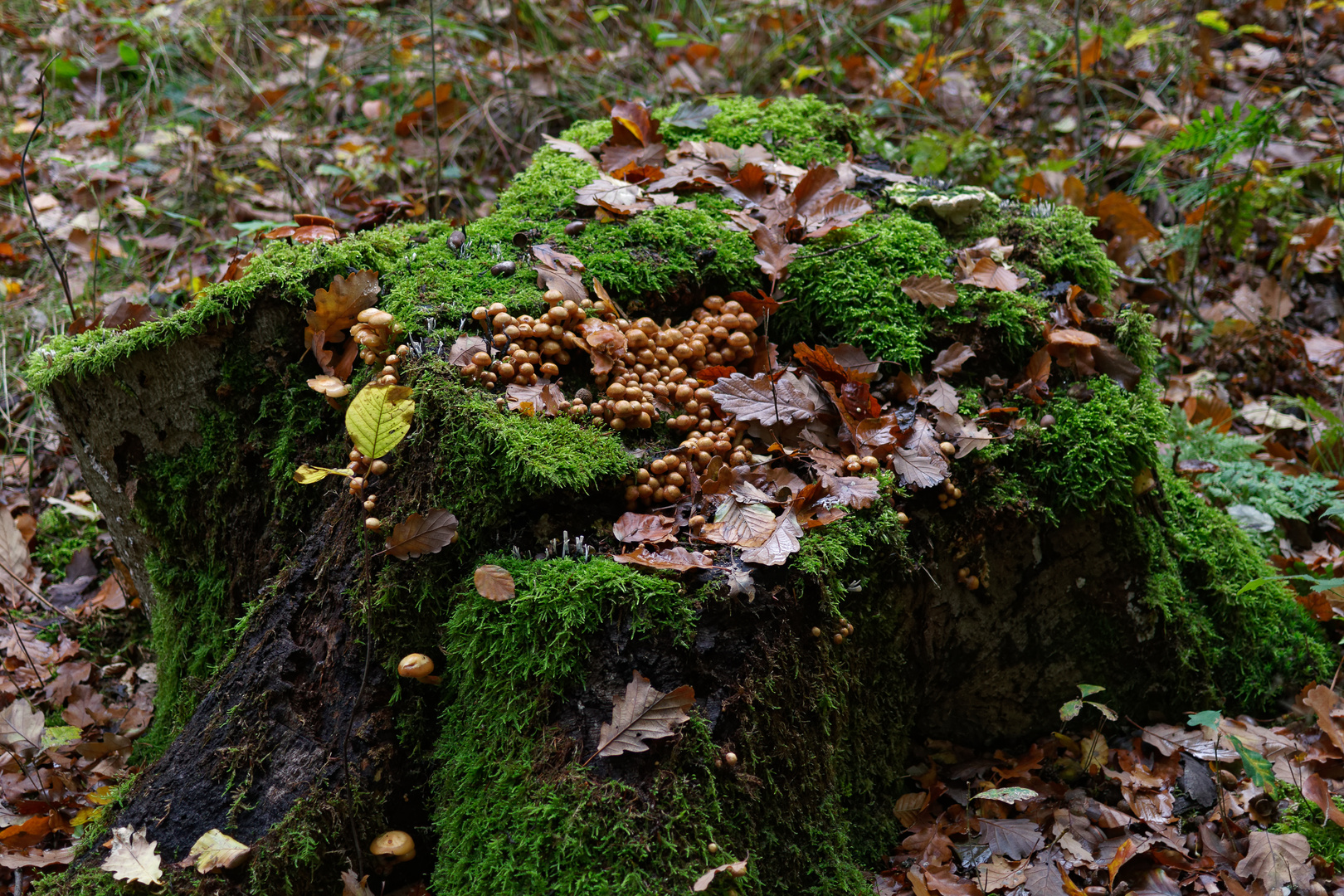 Herbstmotive im Wald