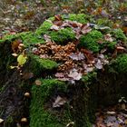 Herbstmotive im Wald