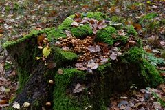 Herbstmotive im Wald