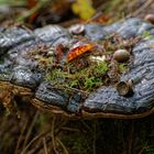 Herbstmotive im Wald