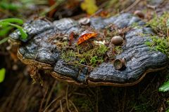 Herbstmotive im Wald