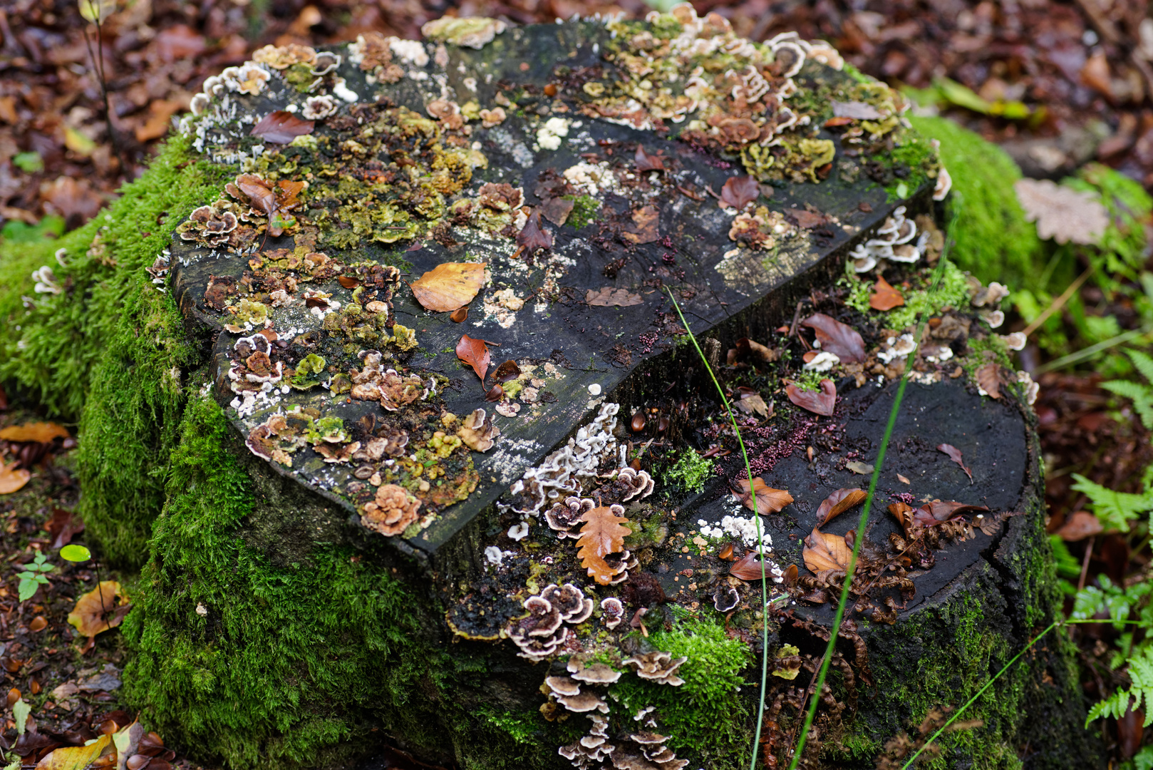 Herbstmotive im Wald