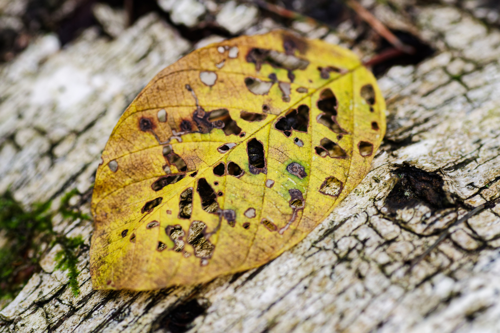 Herbstmotive im Wald