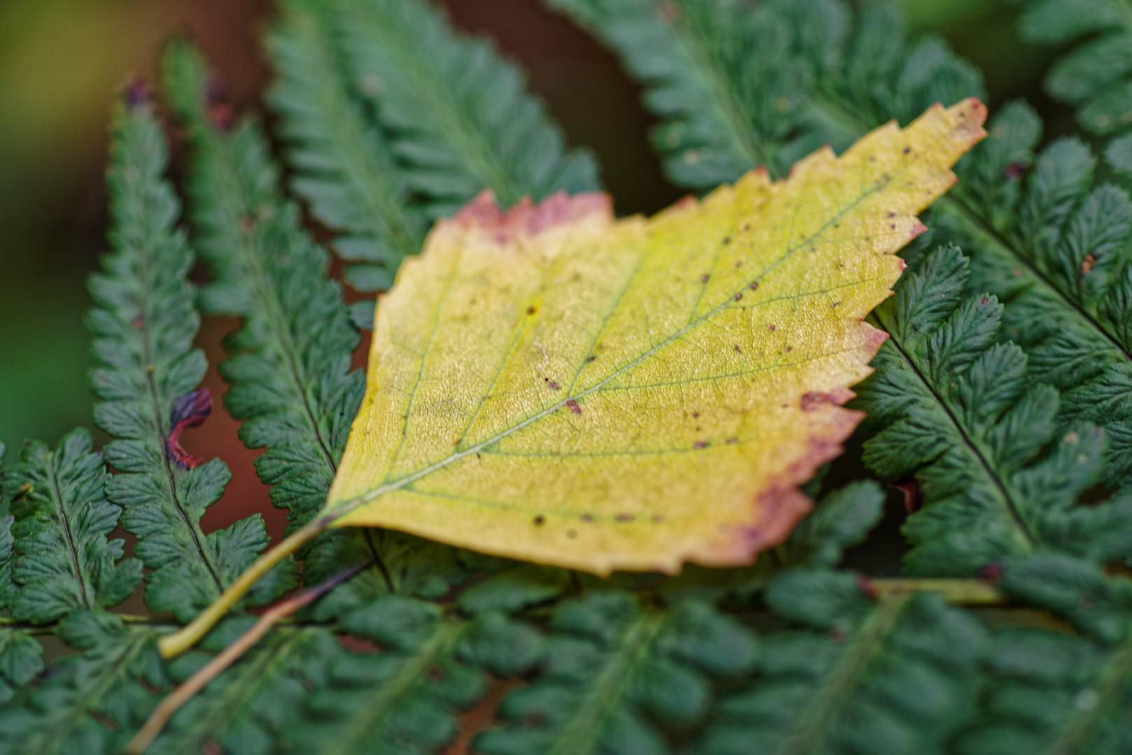 Herbstmotive im Wald