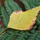 Herbstmotive im Wald