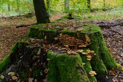 Herbstmotive im Wald