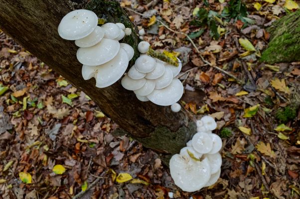 Herbstmotive im Wald, hier: Buchenschleimrüblinge