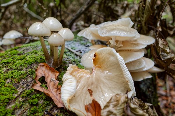 Herbstmotive im Wald, hier: Buchenschleimrüblinge