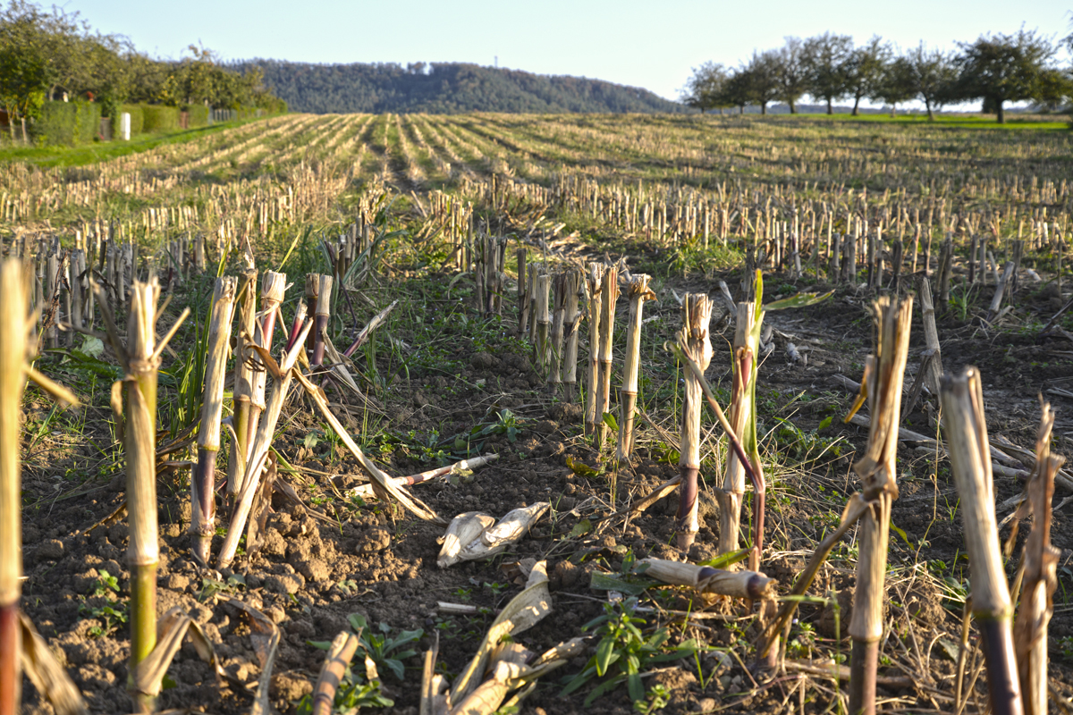 Herbstmuster (2)