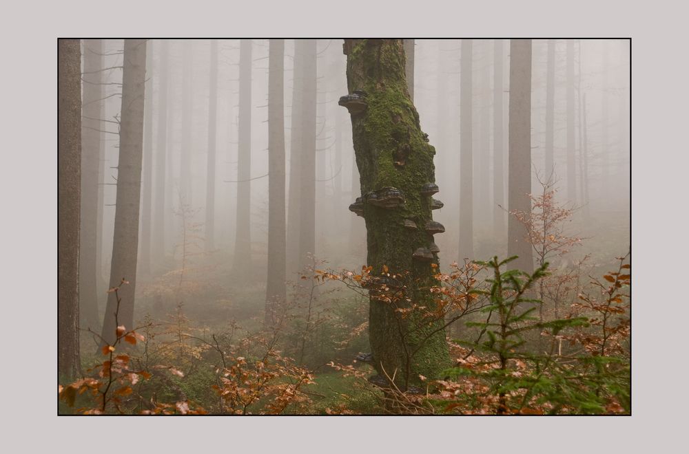 Herbstmystik II