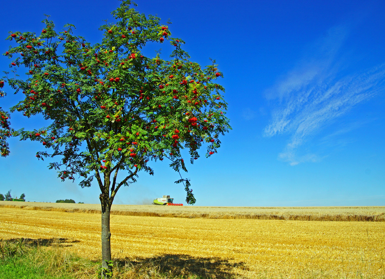 Herbstnachlese