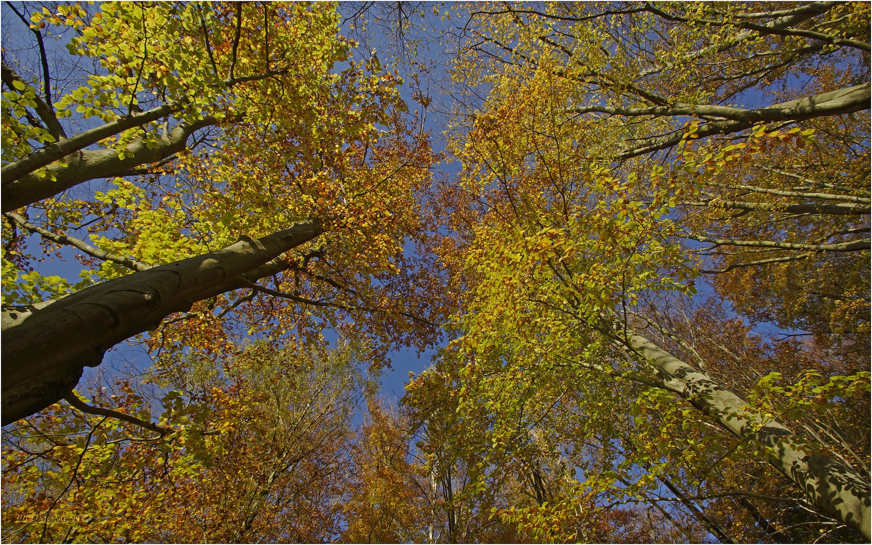 Herbstnachmittag