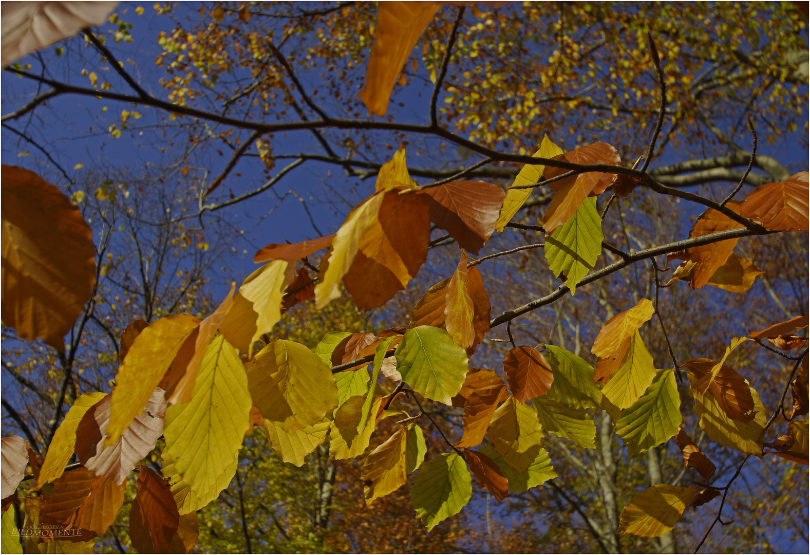 Herbstnachmittag