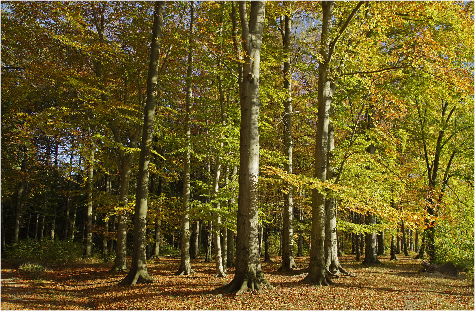 Herbstnachmittag