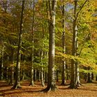 Herbstnachmittag