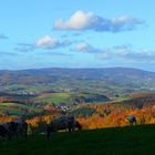 Herbstnachmittag