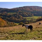 Herbstnachmittag am Nationalpark Kellerwald