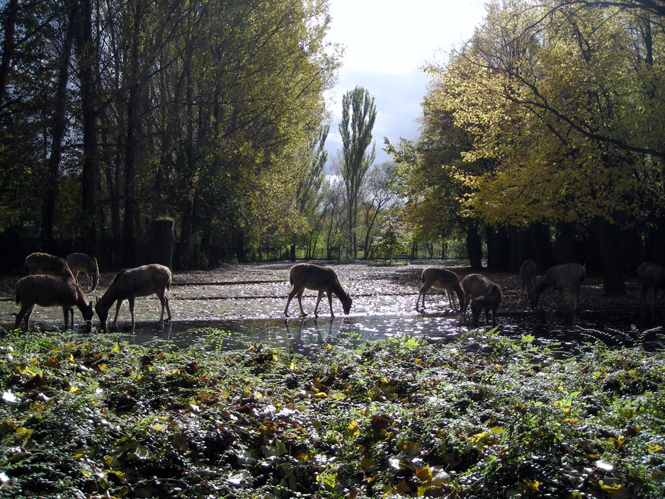 Herbstnachmittag im Berliner Tierpark