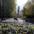 Herbstnachmittag im Berliner Tierpark