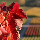 Herbstnachmittag in den Weinbergen