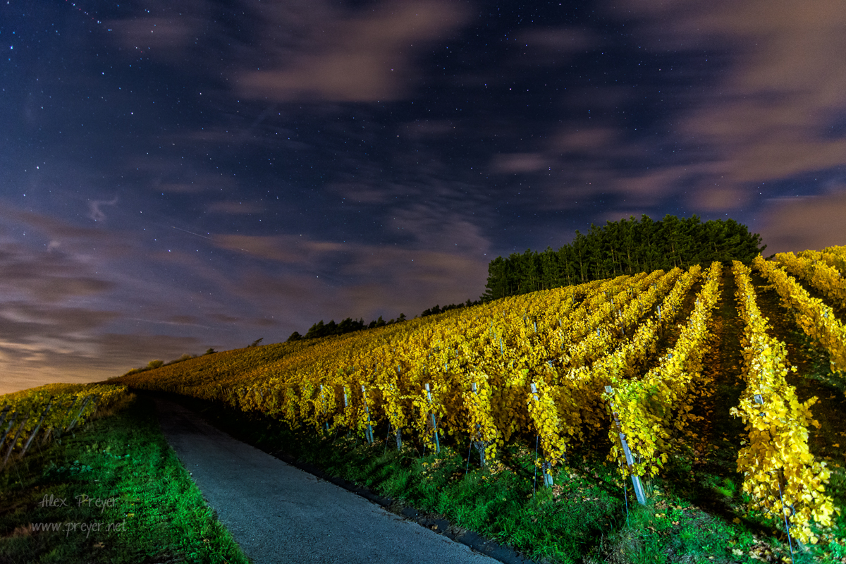 Herbstnacht in den Weinbergen